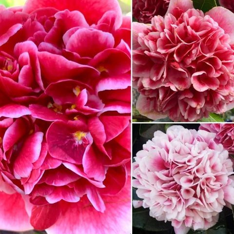 Camellia 'Volunteer' 180 mm