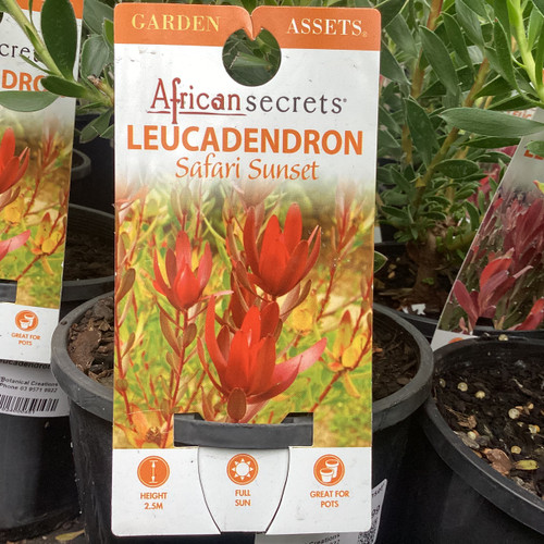Leucadendron 'Safari Sunset' 140 mm