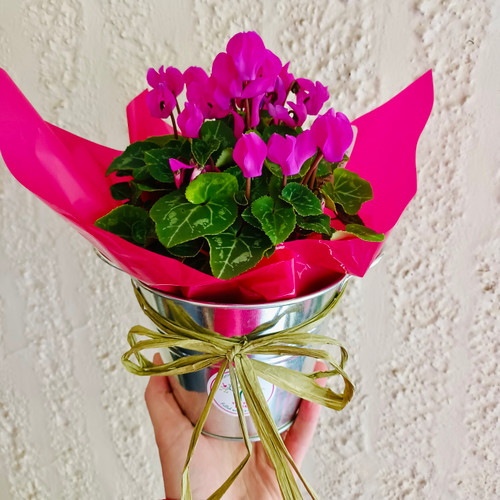 Mini Cyclamen In Tin