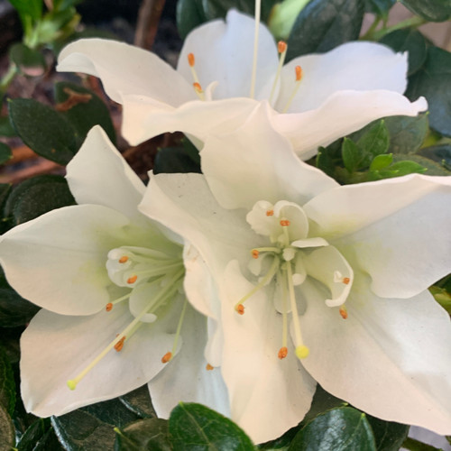 Azalea 'White Dragon' 170 mm