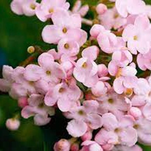 Luculia 'Early Dawn'  140 mm Luculia 'Early Dawn'  140 mm