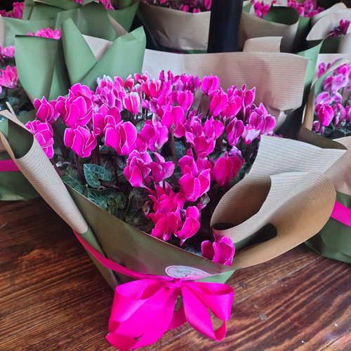 Cyclamen Persicum 300 mm