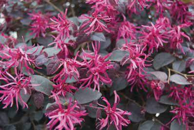 Loropetalum 'Purple Prince' 170 mm