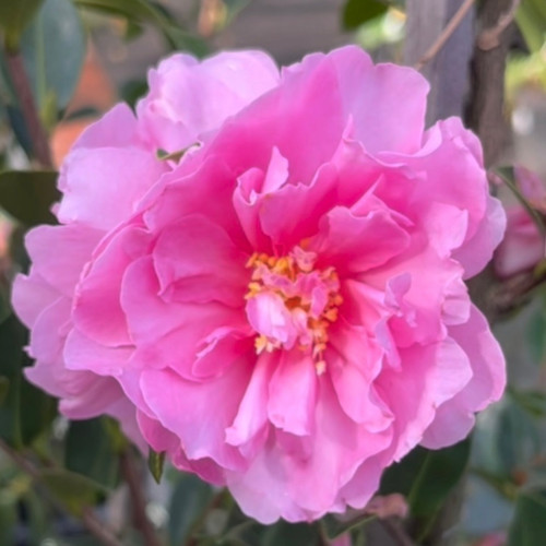 Camellia 'With Love' 250 mm