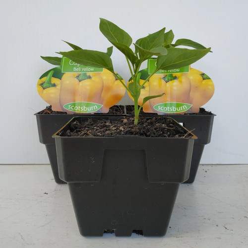 Capsicum Golden Bell 100 mm