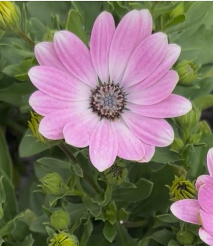 Osteospermum 'Serenity Pink' 140 mm