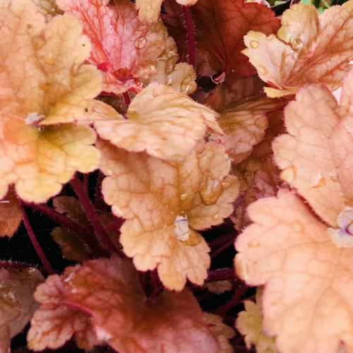 Heuchera 'Peach Flambe' 140 mm