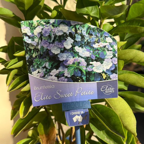 Brunfelsia 'Sweet Petite' 140 mm