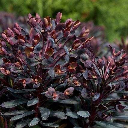 Euphorbia 'Black Bird' 14cm