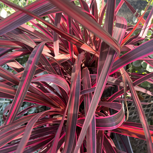 Cordyline 'Electric Pink' 170 mm