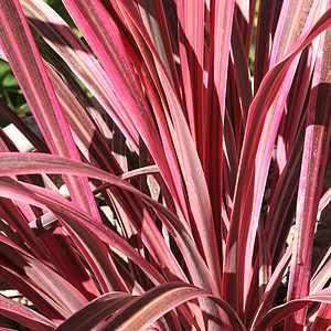 Cordyline 'Electric Pink' 170 mm