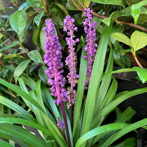 Liriope 'Royal Purple' 14cm
