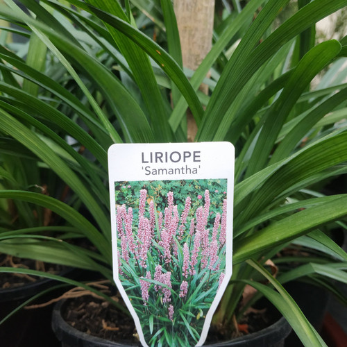 Liriope 'Samantha' 140 mm