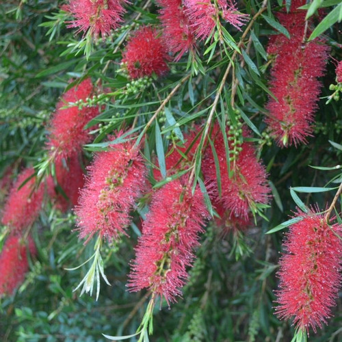 Callistemon 'Kings Park Special' 170 mm