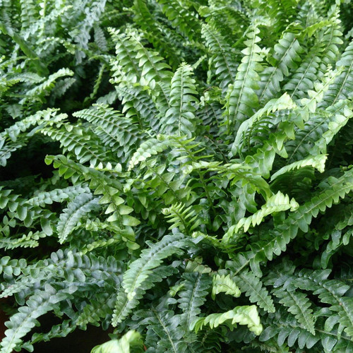 Nephrolepis exalata 'Bostoniensis' 200 mm