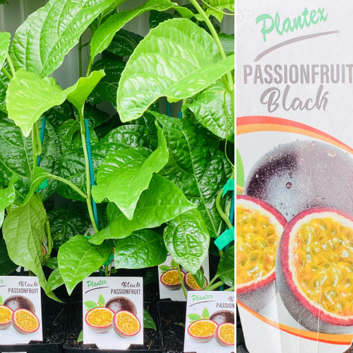 Passionfruit Non Grafted