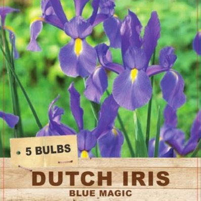 Dutch Iris 'Blue Magic'