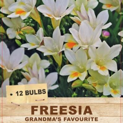 Freesia 'Grandma's Favourite' 10pk