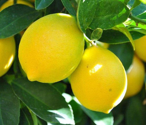 Citrus Limon 'Meyer' (Dwarf) 185 mm