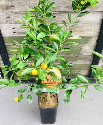 Citrus fortunella 'Calamondin' 165 mm