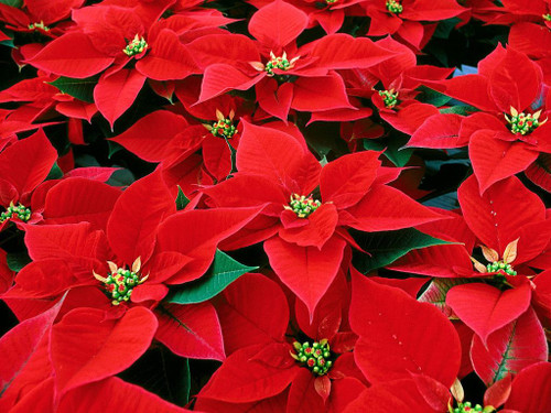 Poinsettia Red 140mm