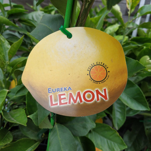 Citrus limon 'Eureka' 165 mm