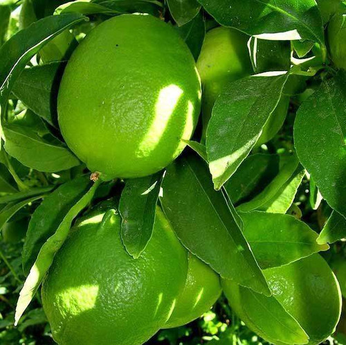 Citrus latifolia 'Tahiti' 330 mm