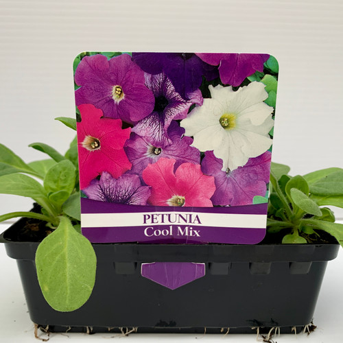 Petunia 'Cool Mix'