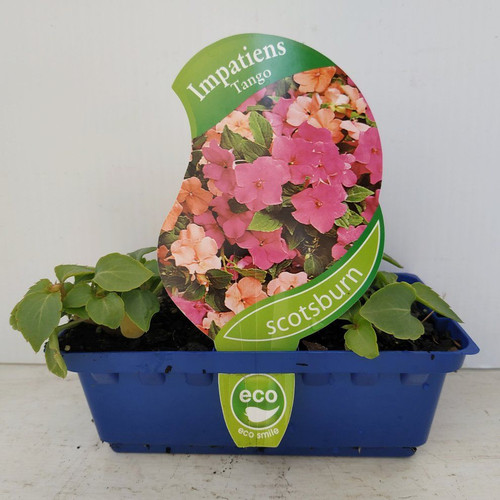 Impatiens Tango