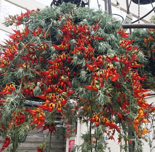 Trailing Lotus Hanging Basket 270 mm