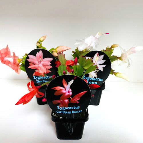 Zygocactus Assorted 7Cm 70 mm