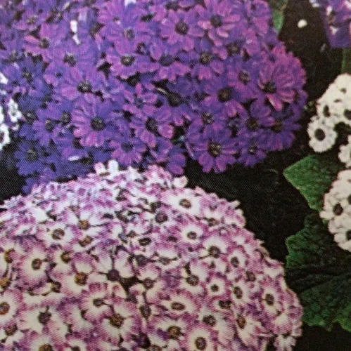 Cineraria Blue Shades
