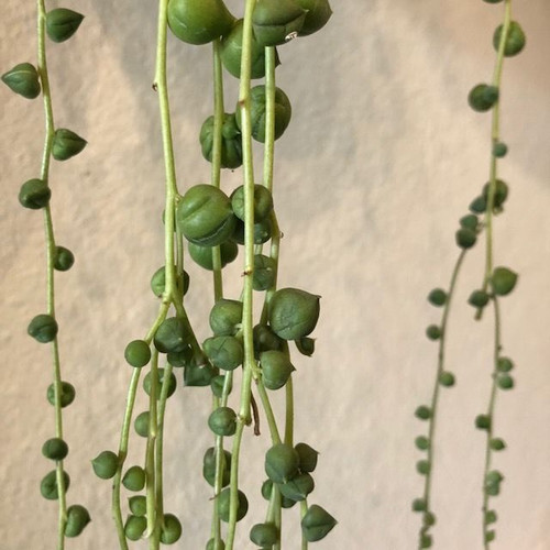 String of Pearls 100 mm