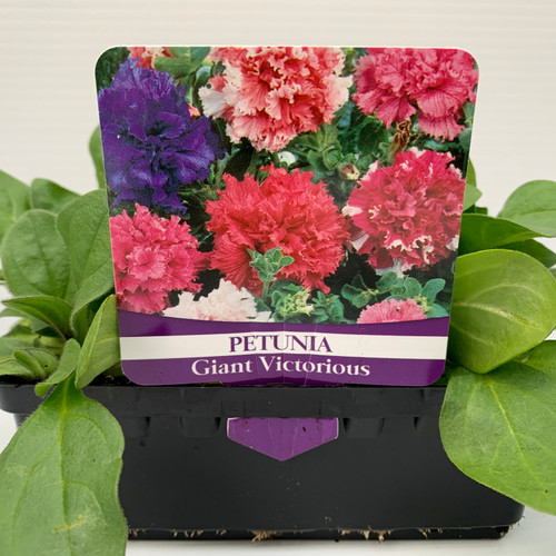 Petunia Giant Victorious