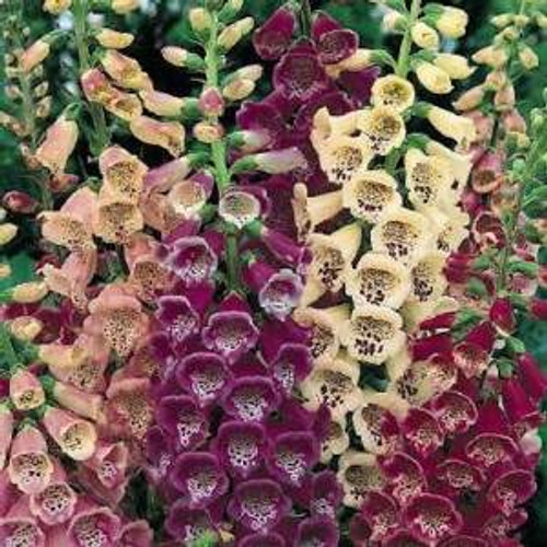 Digitalis Foxy