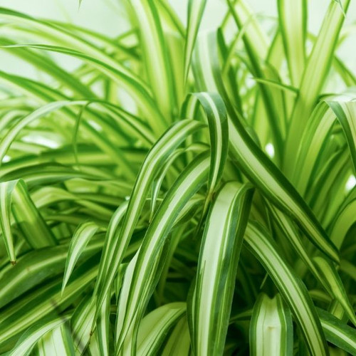 Chlorophytum cosmosum 140 mm
