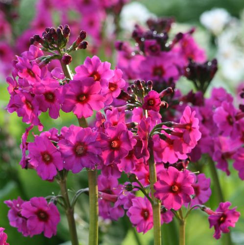 Primula Hot Pink