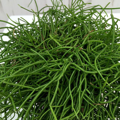Rhipsalis Basket 175 mm