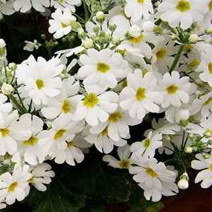 Primula 'Gilham's White'