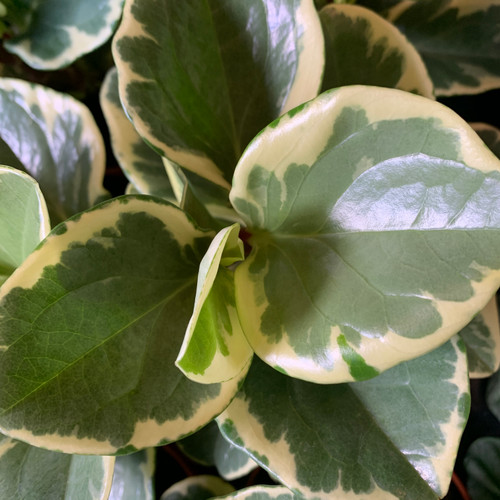 Peperomia obtucifolia 'Variegated' 130 mm Peperomia obtucifolia 'Variegated' 130 mm