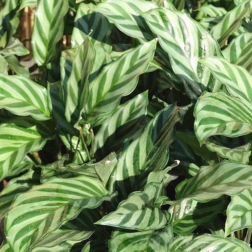 Calathea 'Freddy' 130 mm