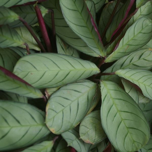 Ctenanthe amagris 130 mm