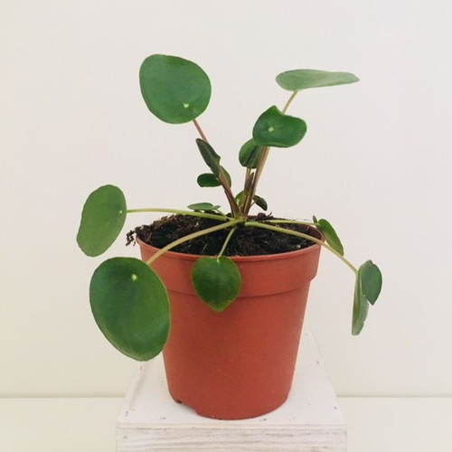 Pilea peperomioides 130 mm