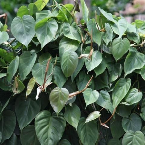 Philodendron cordatum 200 mm