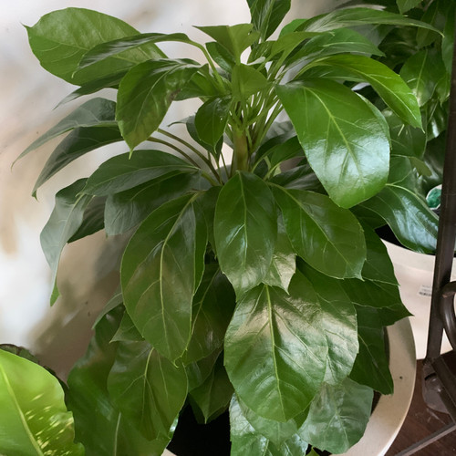 Schefflera 'Alpine Junior' 200 mm