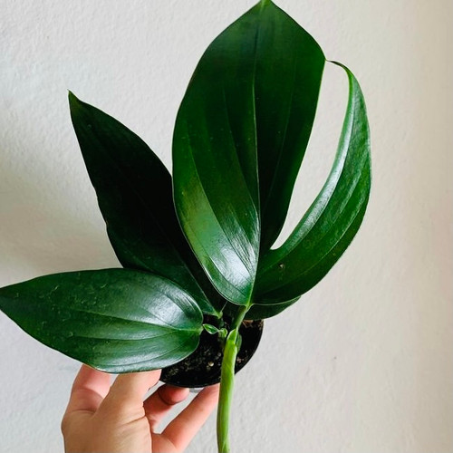 Epipremnum pinnatum 'Dragon Tail' 130 mm