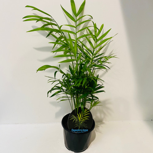 Chamaedorea elegans 100 mm