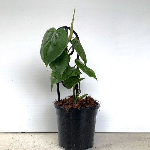 Philodendron cordatum 130 mm