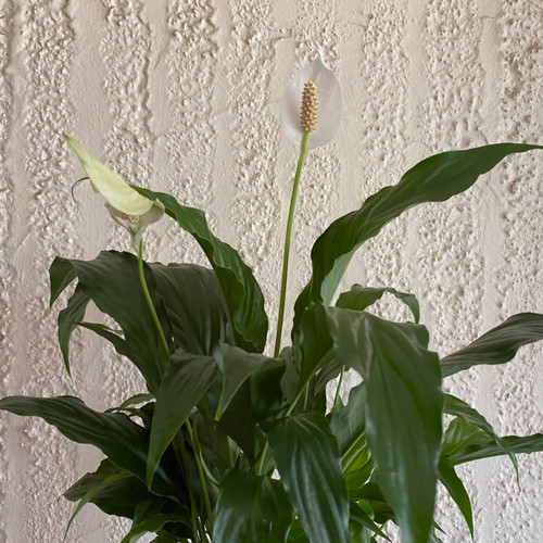Spathiphyllum 140 mm (80707) 140 mm