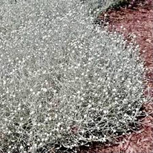Leucophyta 'Silver Nugget'